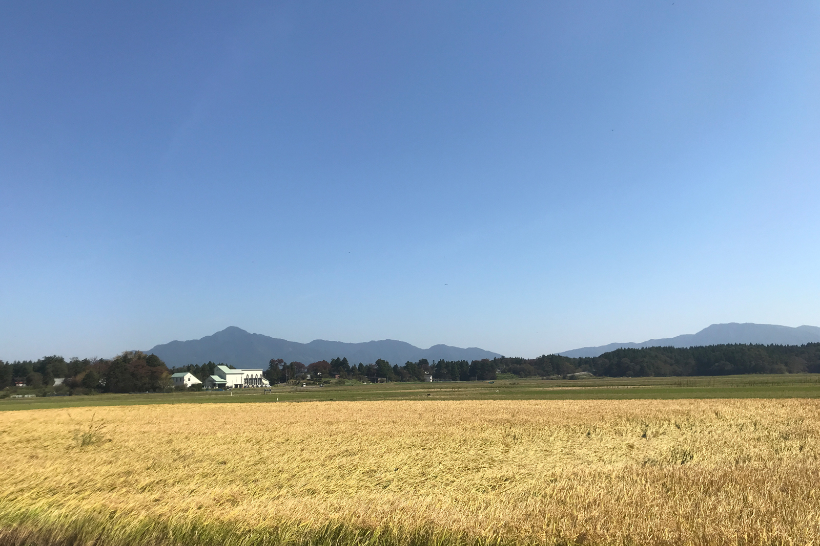 朝日池むら市場